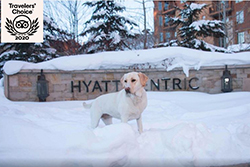 hyatt centric pet friendly hotels in deer valley, ut